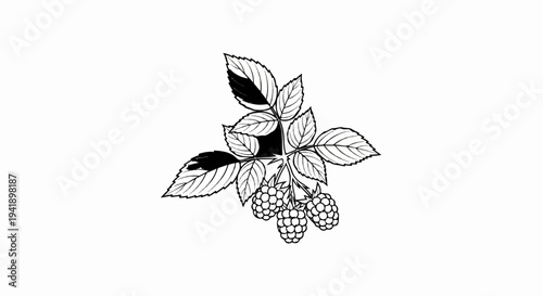 A black and white illustration of a raspberry branch with leaves and berries