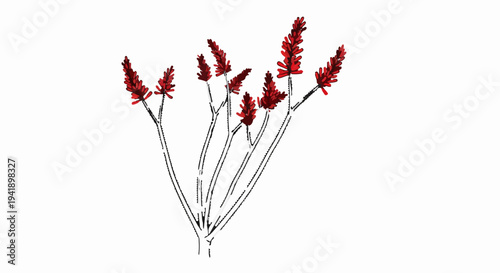 A cluster of red, feathery inflorescences on thin, branching stems