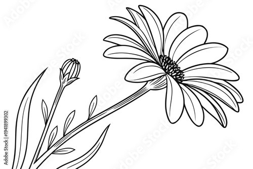 coloring page line art the cape daisy flower black vector