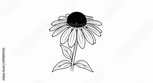 A black and white illustration of a single coneflower with a dark center and delicate petals