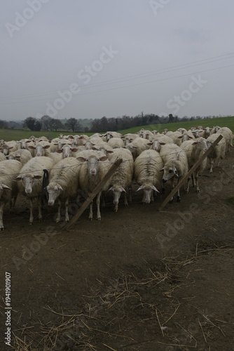 Gregge di pecore