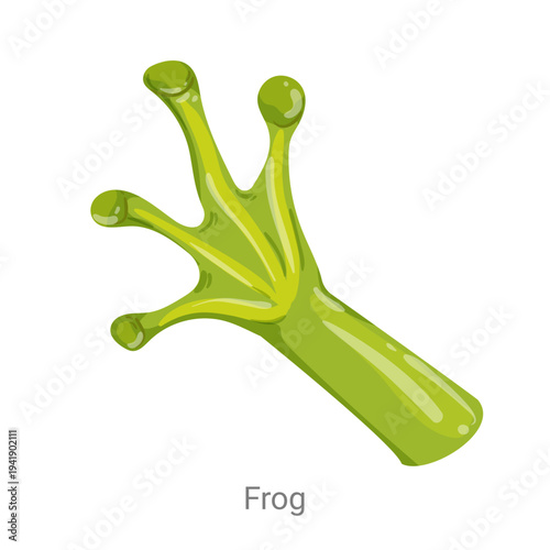 Cartoon vector illustration of a frog foot with long webbed toes isolated on a white background for zoology, biology or wildlife educational design.