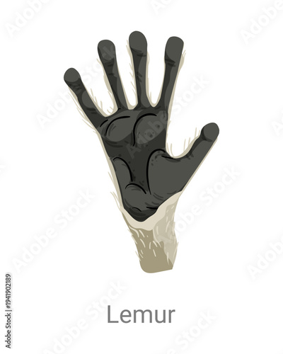 Cartoon vector illustration of a lemur hand paw with long fingers and dark pads isolated on a white background for educational or zoology design.