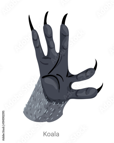 Cartoon vector illustration of a koala paw with long curved claws and fur isolated on a white background for wildlife education or zoology design.