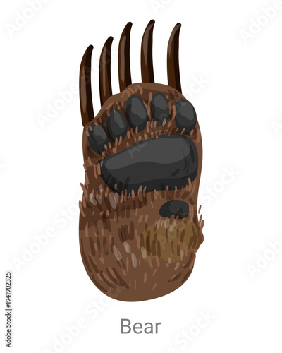 Cartoon vector illustration of a bear paw with pads, fur and long claws isolated on a white background for wildlife, zoology or educational design.
