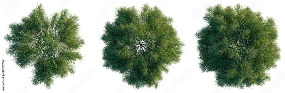 Fototapeta premium Acacia cognata limelight tree plan, top view, cutout, transparent background, isolate, Top view of lush green trees with dense foliage