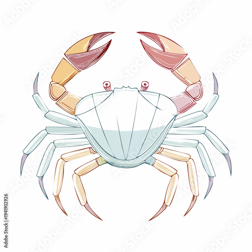 Crab Illustration.