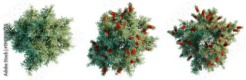 Картината върху платно Callistemon citrinus Little John tree plan, top view, cutout, transparent backgr