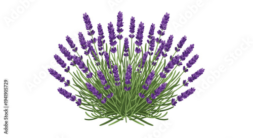 A lush, full bush of lavender with numerous vibrant green stems, leaves, and dense clusters of rich purple flowers is shown.