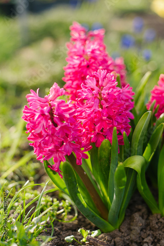 Canvastavla Close Up of Pink Jan Bos Hyacinth Blooming in Backyard