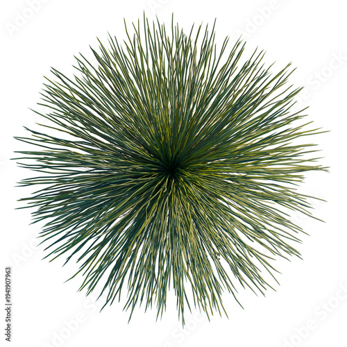 Photos Xanthorrhoea arborea tree plan, top view, cutout, transparent background, isolat