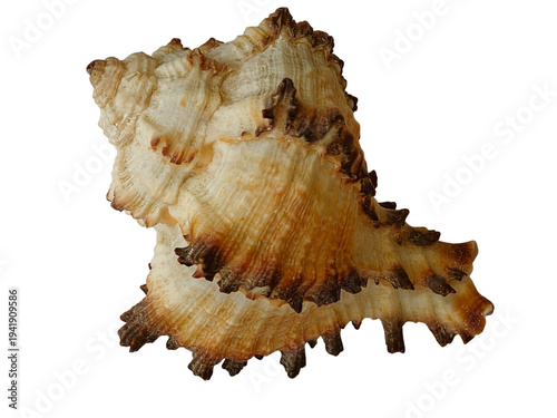 Tableau sur toile Murex seashell with brown ridges isolated on white.