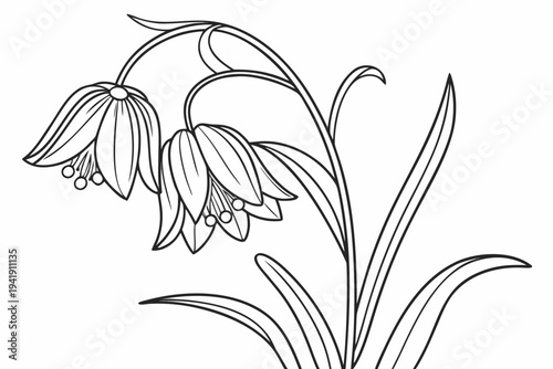 coloring page line art the fritillaria flower black vector
