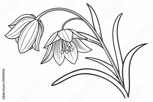 coloring page line art the fritillaria flower black vector