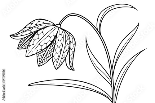 coloring page line art the fritillaria flower black vector
