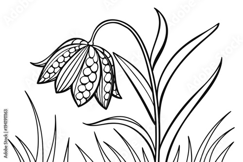 coloring page line art the fritillaria flower black vector