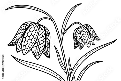 coloring page line art the fritillaria flower black vector