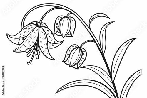 coloring page line art the fritillaria flower black vector