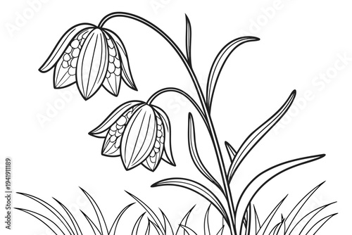 coloring page line art the fritillaria flower black vector