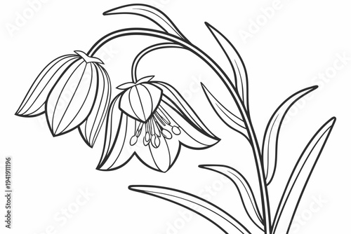 coloring page line art the fritillaria flower black vector