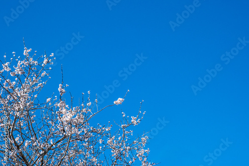 Spring cherry blossoms branches under clear blue sky in bright daylight. 