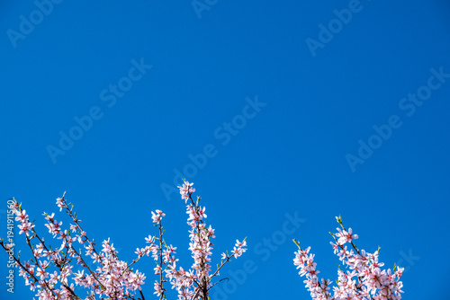 Spring cherry blossoms branches under clear blue sky in bright daylight. 