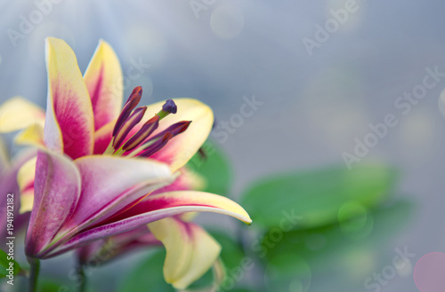 Pink lily flower isolated on gray bokeh background.