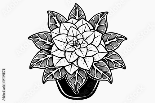 coloring page line art the euphorbia flower black vector