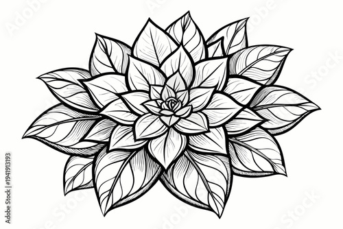 coloring page line art the euphorbia flower black vector