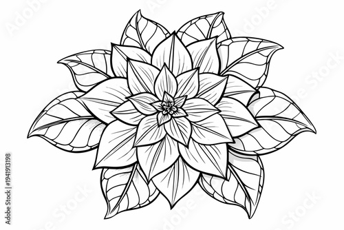 coloring page line art the euphorbia flower black vector