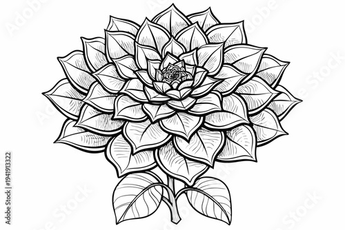 coloring page line art the euphorbia flower black vector