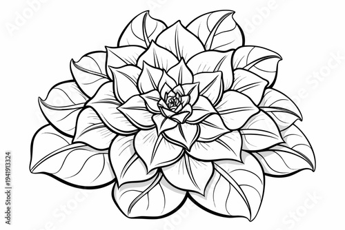 coloring page line art the euphorbia flower black vector