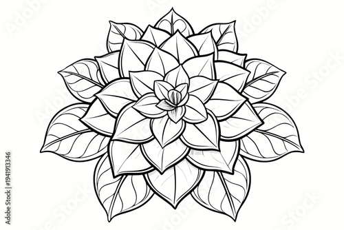 coloring page line art the euphorbia flower black vector