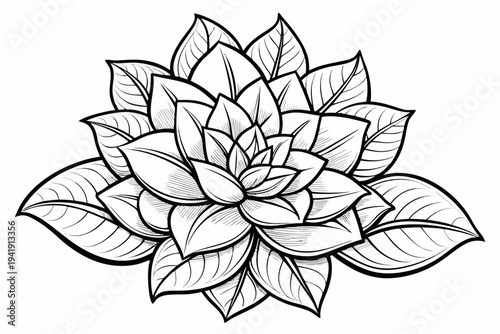coloring page line art the euphorbia flower black vector