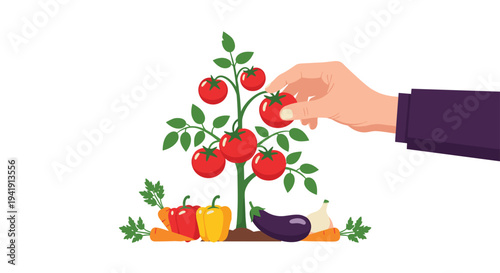 A human hand with a purple sleeve reaches to pick a ripe red tomato from a small green plant with six tomatoes.