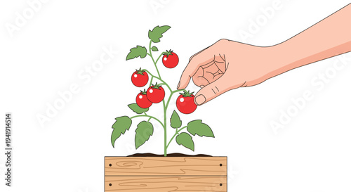 A light-skinned human hand gently plucks a ripe red tomato from a small green plant rooted in a wooden planter box.