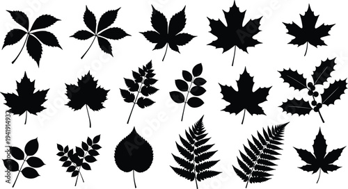 Vector illustration of leaf silhouettes showing diverse shapes and vein patterns symbolizing botany, nature, identity, diversity, culture, tradition, inclusivity, and education