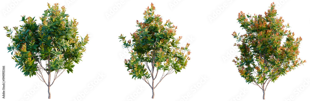Naklejka premium Acmena smithii Allyn Magic tree, elevation, front view, cutout, transparent background, isolate, Vibrant Red Maple Tree Branch with Autumn Leaves on a Sunny Day