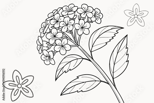 coloring page line art the heliotrope flower black vector
