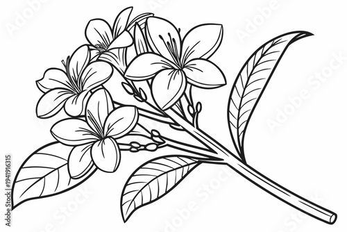 coloring page line art the heliotrope flower black vector