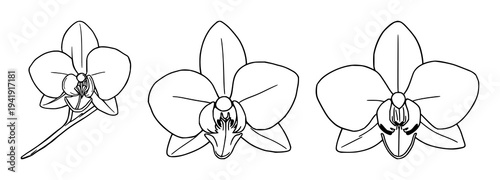 Vanilla orchid set with fine line art featuring seed pod, botanical spice, clean lines with white background and minimal design