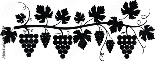 Grape vine branch silhouette with leaves and grape clusters decorative vineyard nature botanical border design element flat vector illustration