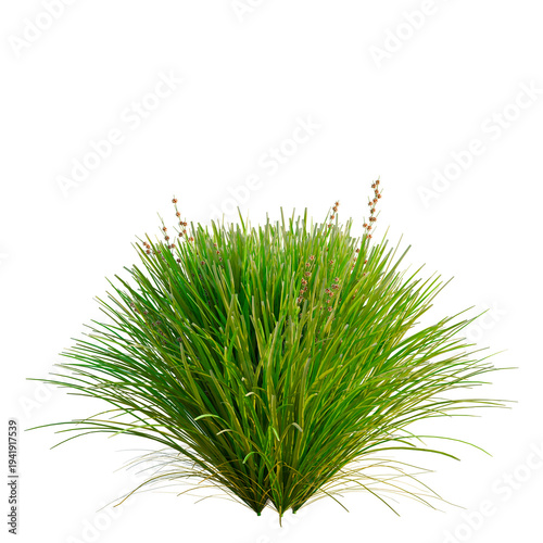 Tableau sur toile Lomandra Lime Tuff tree, elevation, front view, cutout, transparent background,