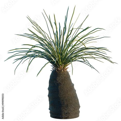 Fényképezés Xanthorrhoea arborea tree, elevation, front view, cutout, transparent background