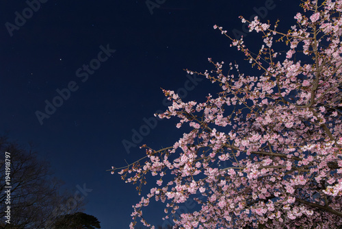 右に寄っている夜桜の木の一部