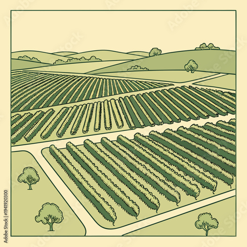 Expansive vineyard landscape with rolling green hills and orderly rows of grapevines