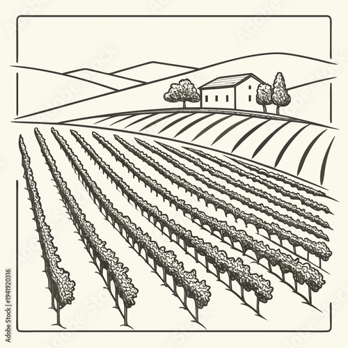 Vineyard landscape with rows of grapevines and a farmhouse under rolling hills