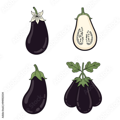 Illustrated depiction of different varieties and stages of eggplants with leaves illustration