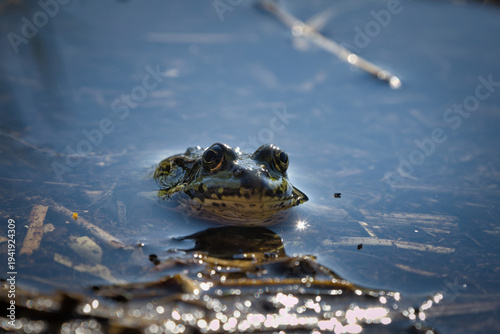 Edible frog resting on dry reeds in natural habitat