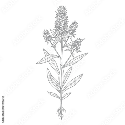 Botanical illustration of a flowering plant with elongated seed clusters illustration